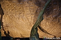 VBS_1050 - Dinosauri. Terra dei giganti